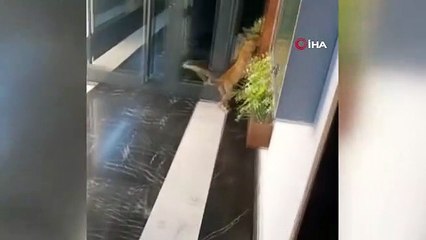 Rezidansa giren şaşkın tilkiyi vatandaşlar görüntüledi