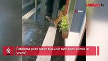 Rezidansa giren şaşkın tilkiyi vatandaşlar görüntüledi