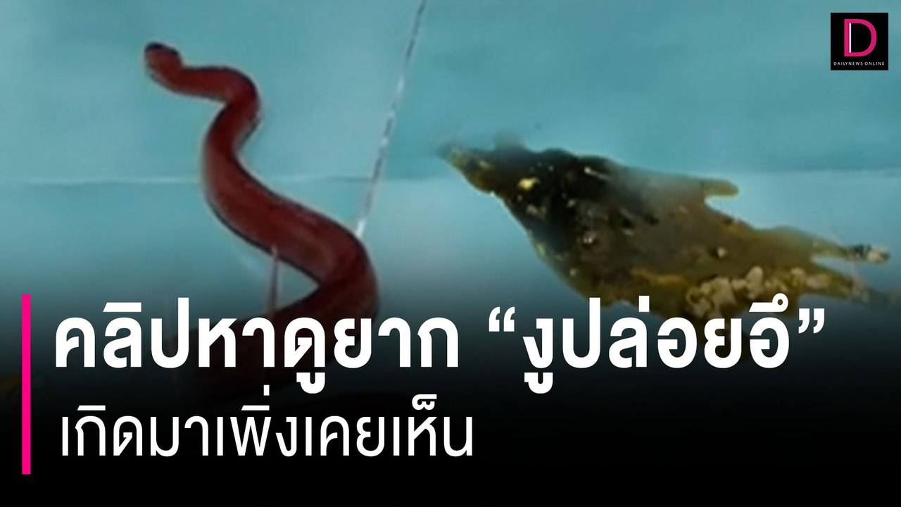 อยู่ดีๆกลิ่นก็ลอยมา! เปิดคลิปหาดูยาก วินาที “งูปล่อยอึ” เกิดมาเพิ่งเคยเห็น ถึงกับร้องอี๋ | HOTSHOT เดลินิวส์ 12/09/66