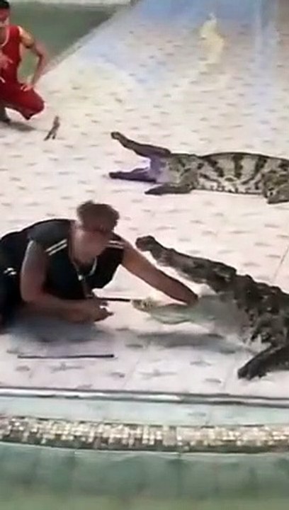 Crocodile attacks Man