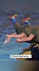 لو كان للطيور أذرع - if birds had arms