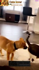 funny cat's video 2023