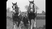 Ploughing competition in Ballycastle (1965)