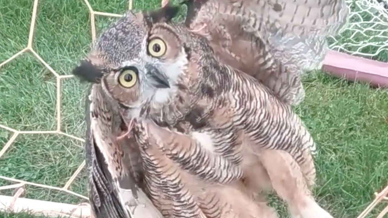 Owl Tangled In Soccer Net Cut Free | Wild-ish TV
