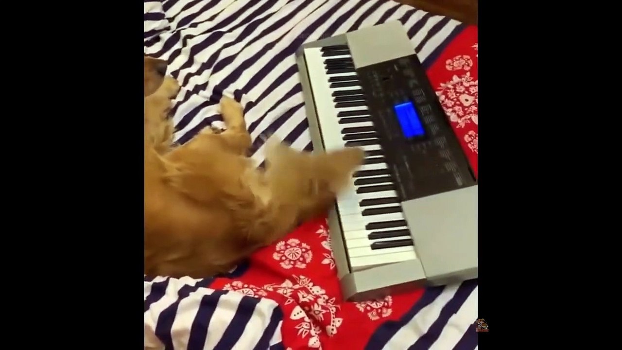 Best Funny Animal Videos Of The 2023 Funniest Cats And Dogs Videos