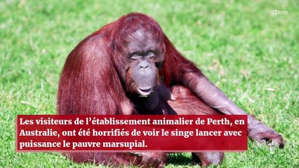 Un orang-outan choque les visiteurs d’un zoo en jetant un opossum dans les airs !