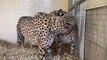 Five Sisters Zoo's cheetah Ashanti recovers from amputation surgery