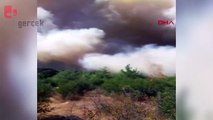 Manisa'da orman yangını