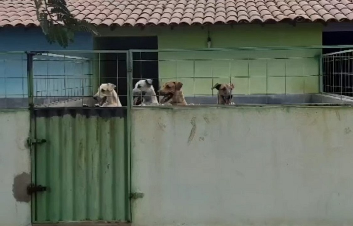 Sem dinheiro e com dívidas, abrigo de proteção a animais de rua em Sousa faz apelo por ajuda
