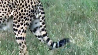 Pitiful Scene! Crocodile Of Death Rushed To Tear Mother Cheetah While Taking Her Cub Across River