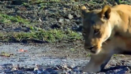 Battle Under The Mud! Lion Unfortunately Stuck In A Deep Mud Pit That Couldn't Get Out While Hunting