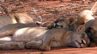 Frightful Hunt! Humiliating Lioness Becomes The Loser When Facing Mighty Warthogs