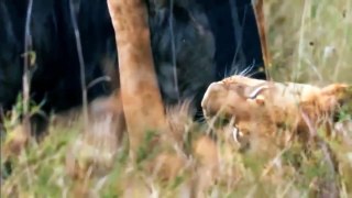 Strange! Lioness Becomes Surrogate Mother To Protect Lost Baby Wildebeest From Deadly Hunt Of Hyenas