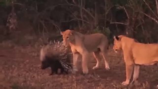 Porcupines Are Very Dangerous! This Giant Porcupine Easily Defeats Lion Thanks To Its Sharp Spikes