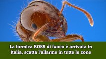 La formica BOSS di fuoco è arrivata in Italia, scatta l'allarme in tutte le zone