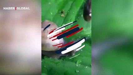 Yılanın salyangoz avı kamerada! Sinsice yanına kadar sokulup böyle yuttu