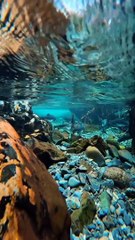Seward Unveiled: A Melting Pot of Majestic Wildlife, Breathtaking Glaciers, and Vibrant Artistry!