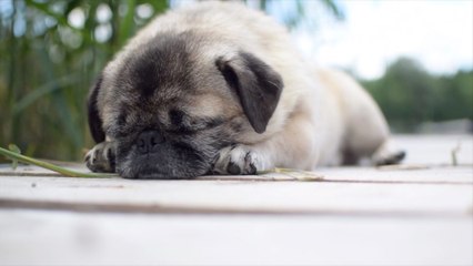 Study Confirms Dogs' Sleep Style Includes Listening to You!