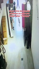 Perrito roba peluche y fuga.