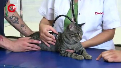 Diyaframı yırtılan kedi, hastaneye gidip ameliyat oldu; İşte o anlar...