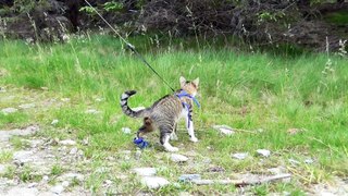 Injured Cat Discovers How Humans Pollute Nature