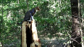 Cat Climbs on a Tree Struck by Lightning