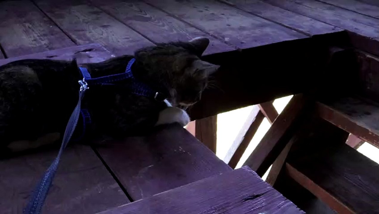 Cat Climbs on a Hunting Tower (1)