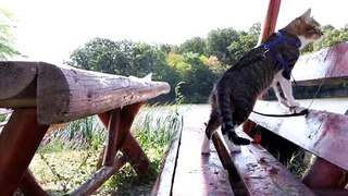 Cat Found a Bench Next to a Lake (1)