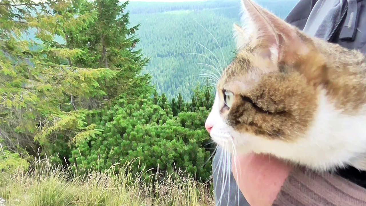 We Have to Carry the Cat When He Is Tired 1