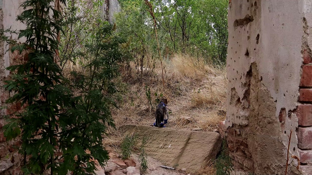 Curious Cat Finds a Ruined Building (1)