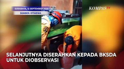 Asyik Mancing Warga di Surabaya Temukan Hewan Langka dan Dilindungi