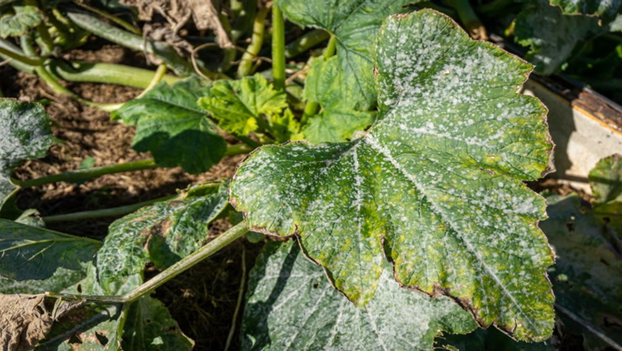 How to Prevent Powdery Mildew on Squash Plants for a Healthy Crop