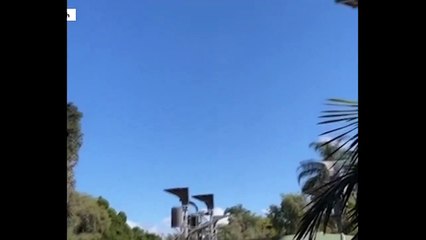 Dev goril, yuvasına giren keseli sıçanı metrelerce yüksekten yere fırlattı