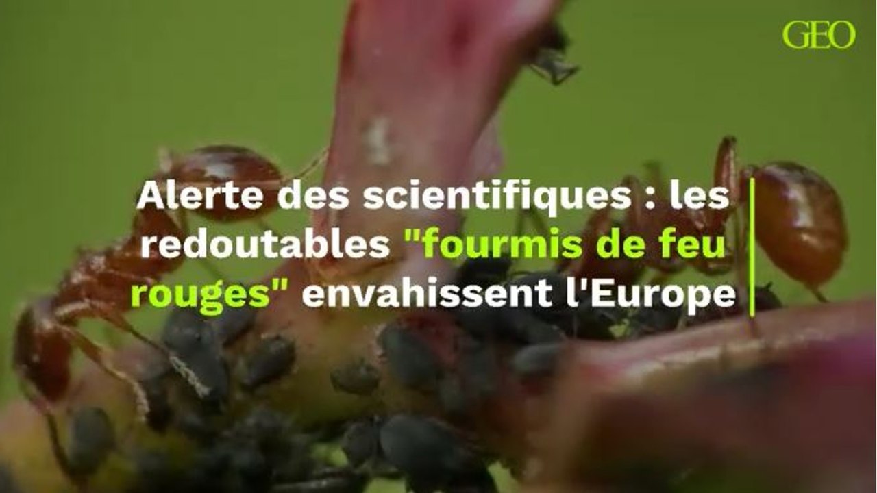Alerte des scientifiques : les redoutables "fourmis de feu rouges" envahissent l'Europe