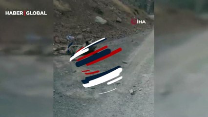 Dağdan düşerek yaralanan ayının durumu yürekleri yaktı! Tedavisi için ekipler harekete geçti