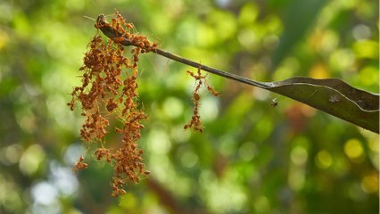 After the Asian hornet, yet another dangerous insect could invade the UK