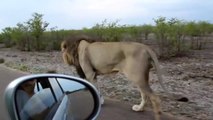 Ce lion déteste qu'on le suive en voiture