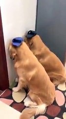 Anjing dan kucing lucu