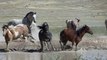 Wild Horses Duke It Out in Utah's West Desert