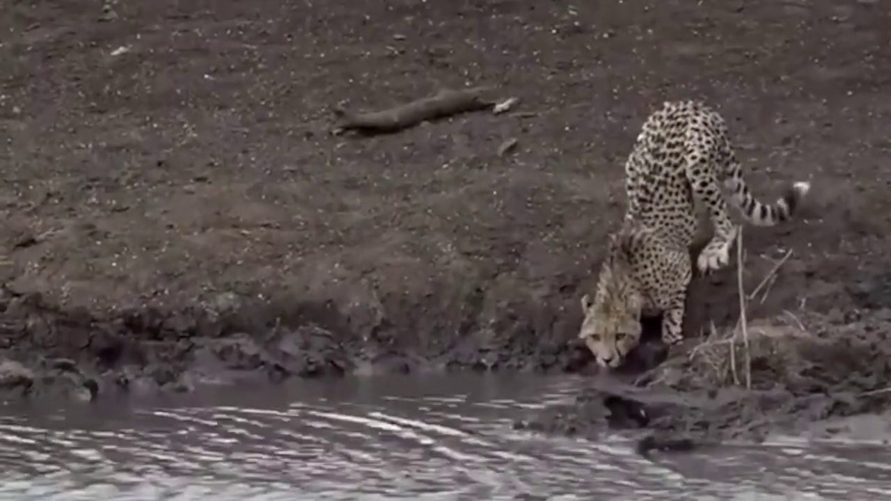 10 CRAZIEST CROCODILE ATTACKS EVER | Crocodile Attack vs Lion, Tiger, & Cheetah