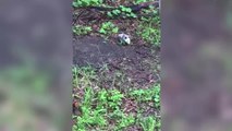 Una zarigüeya lleva a sus 12 crías a las espalda para pasar por un jardín