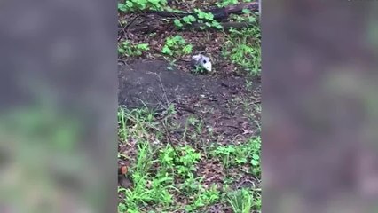 Una zarigüeya lleva a sus 12 crías a las espalda para pasar por un jardín