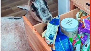 Clever Pet Goat Opens Forbidden Food Drawers