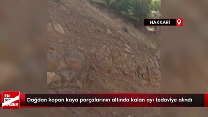Hakkari'de dağdan kopan kaya parçalarının altında kalan ayı tedaviye alındı