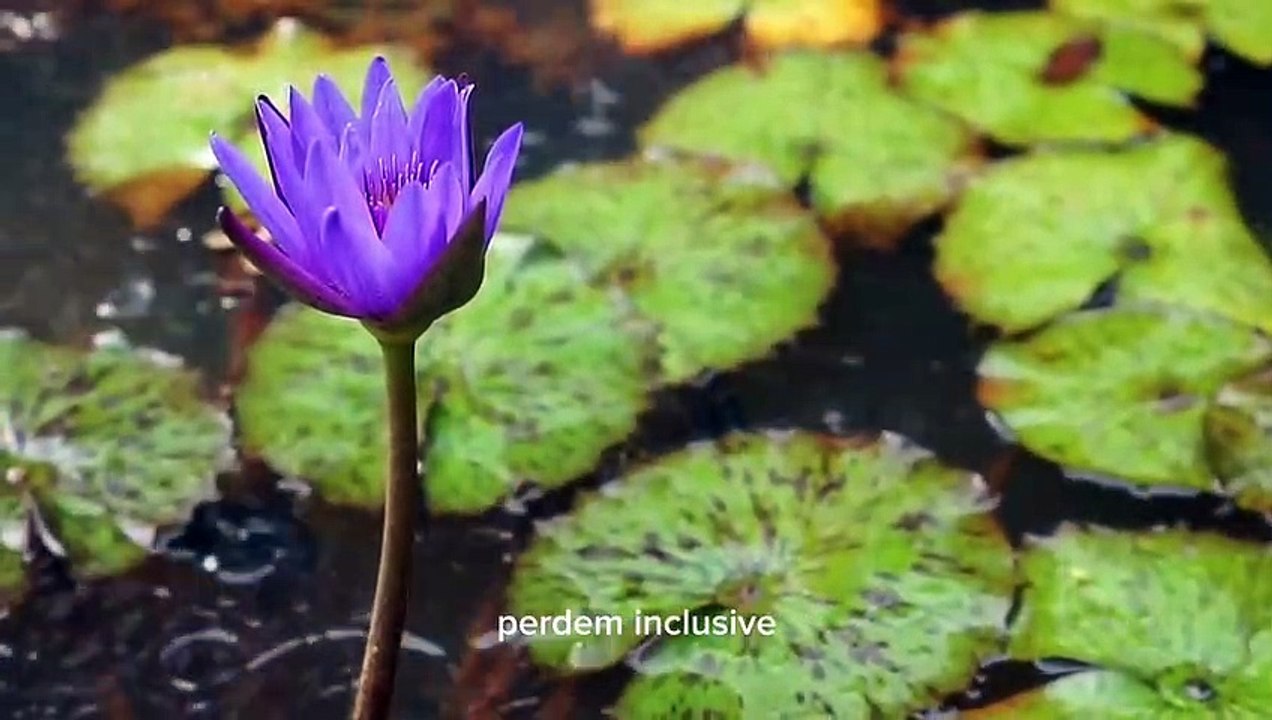 Mensagem para Refletir - Reflexão