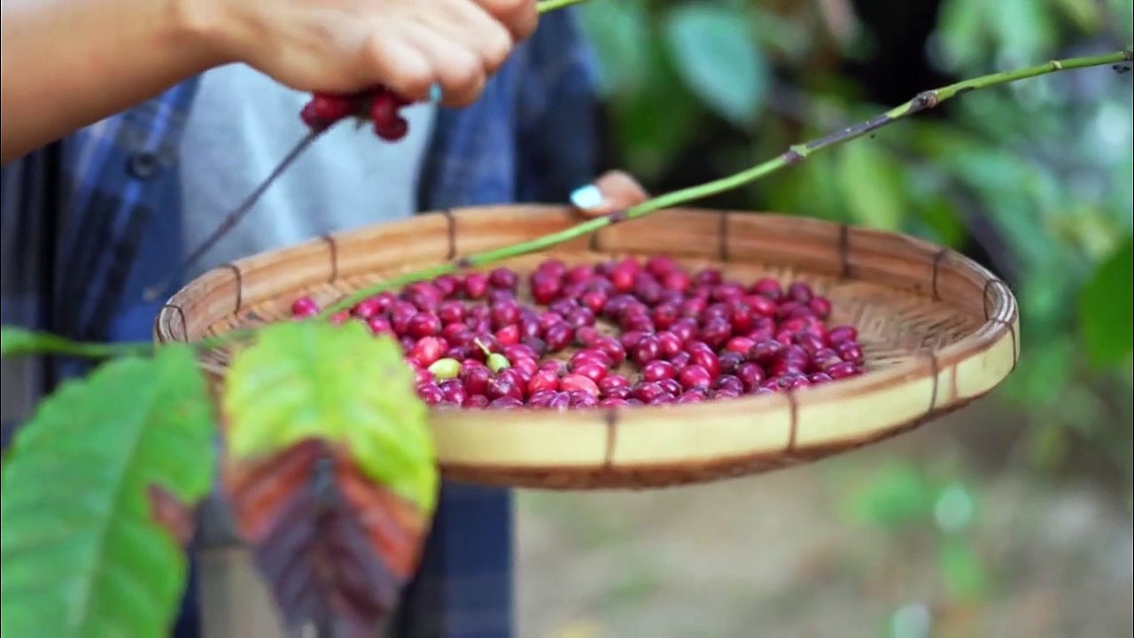 Coffee Kaise Banti Hai How Coffee is Made in Factory Coffee Making