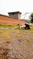 Funny Animals  cats and dogs target on my hand-#shortvideo #shorts #short