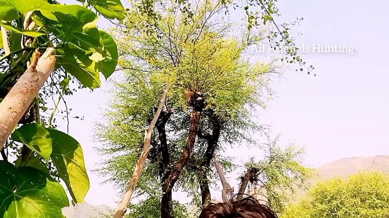 Funny animal video the target on parrot-Aimals hunting-hunter birds-hunting neste birds -huter-All Animals Hunting