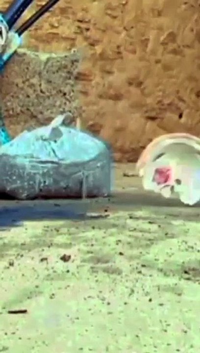 Funny animals cats and dogs the target on #shorts #short #viral