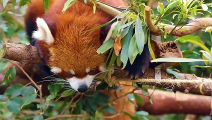 Visit to the Zoo in  An Amazing Zoo Trip